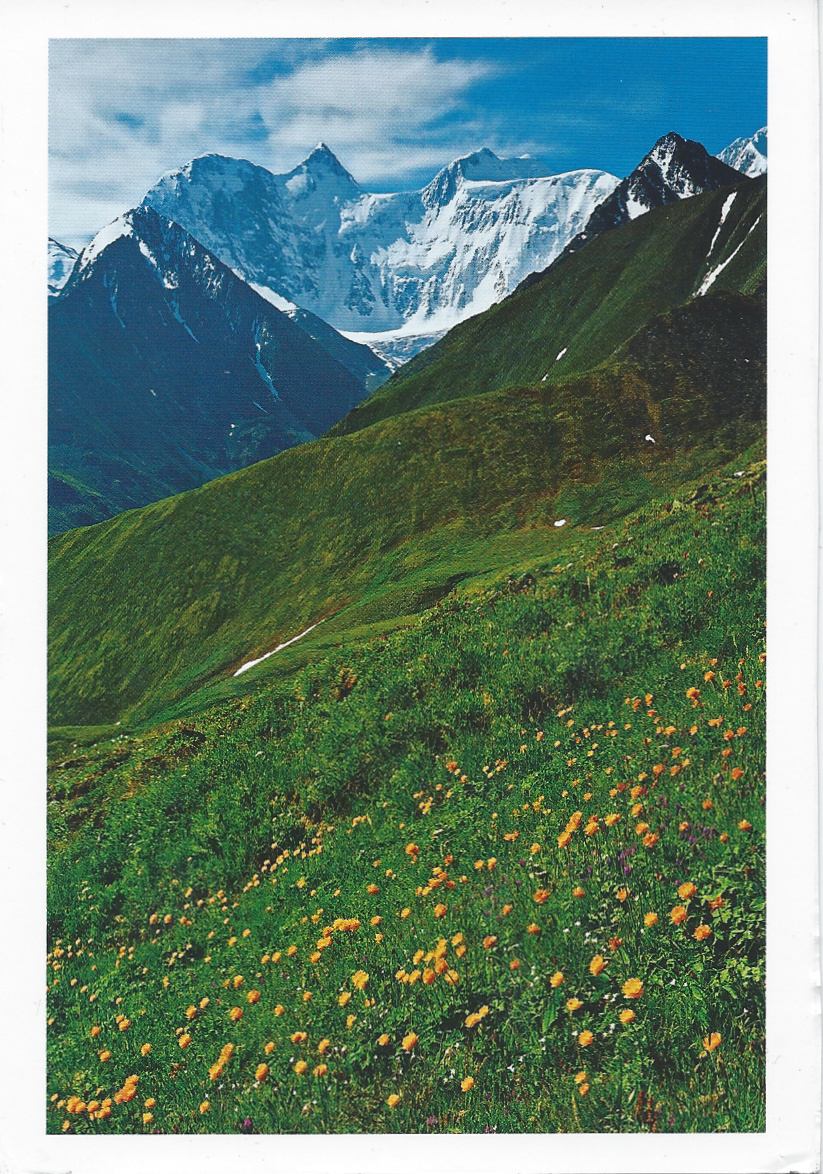 alpina bloemen dewereldiskleinenmooi alpine bloemen kaart van oga uit alpina bloemen dewereldiskleinenmooi alpine bloemen kaart van oga uit