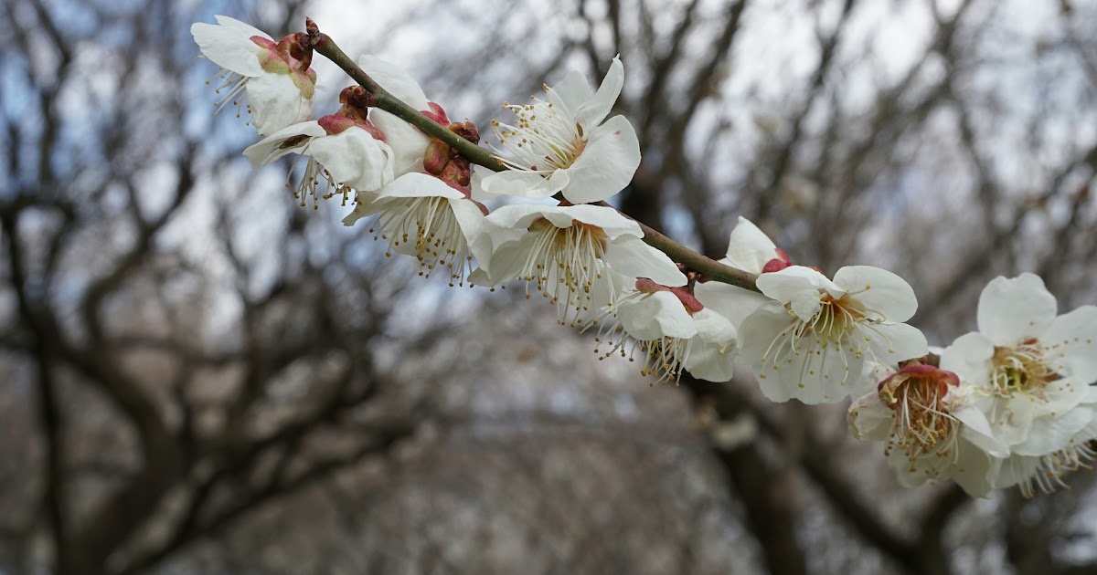 自然のフレーズ - 自然と愛のフレーズ