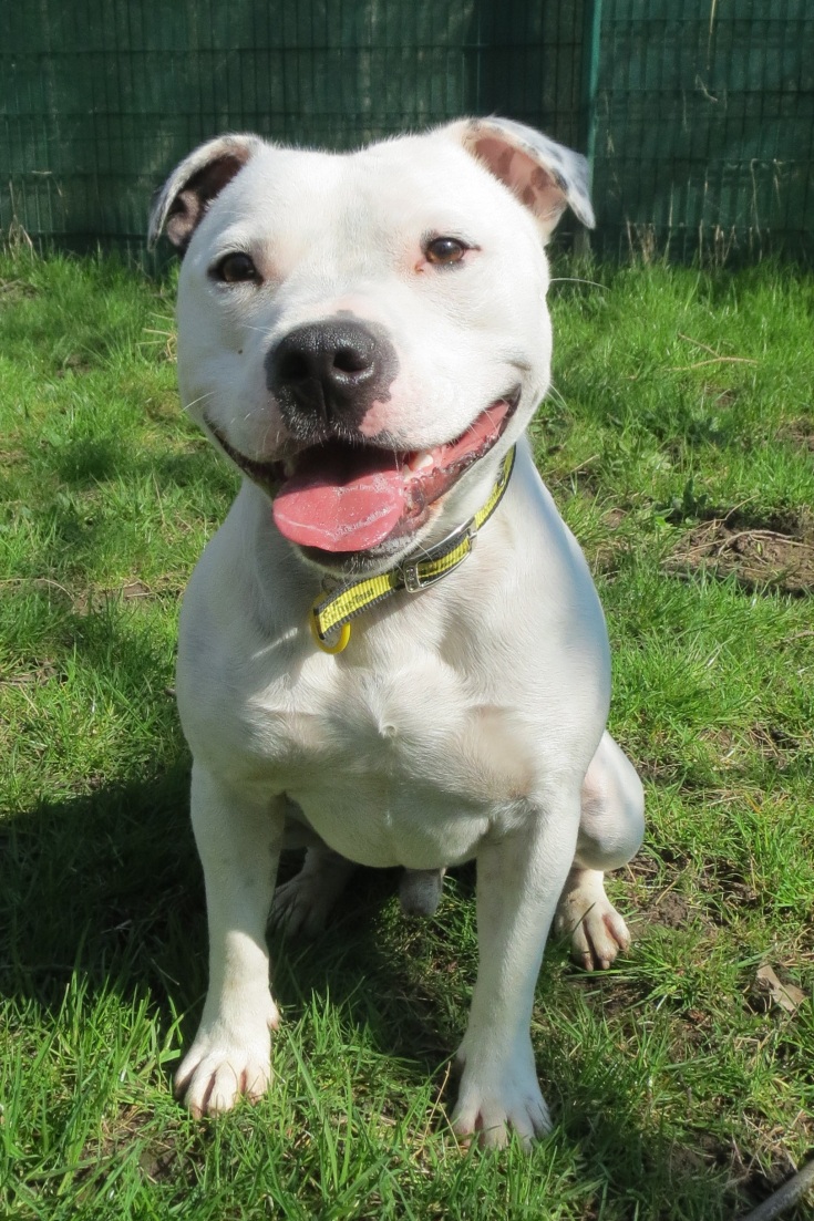 Dogs Trust: Waggy-Tailed West Calder Look-alikes