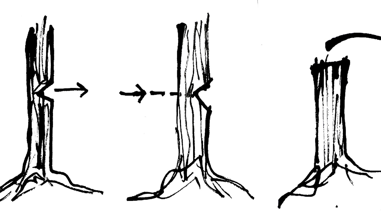 How Do You Cut A Tree Down Tree Choices