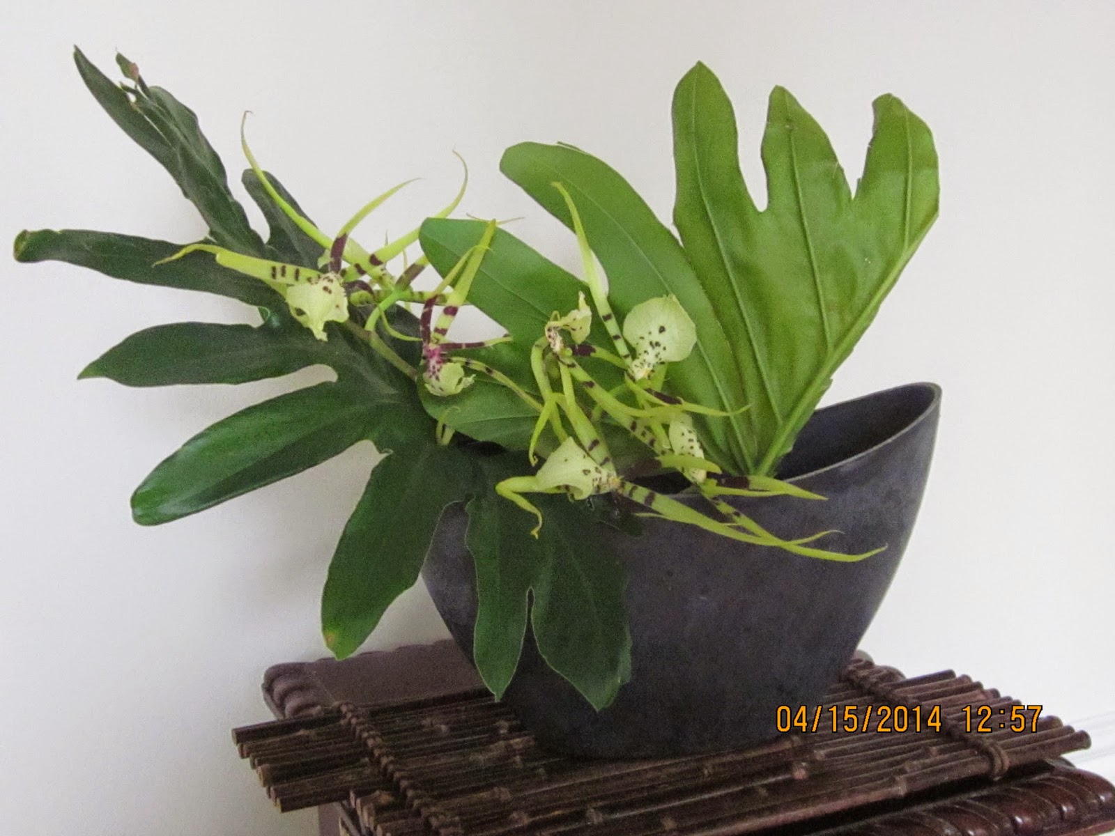 Orchids and Ikebana Orchid in Ikebana