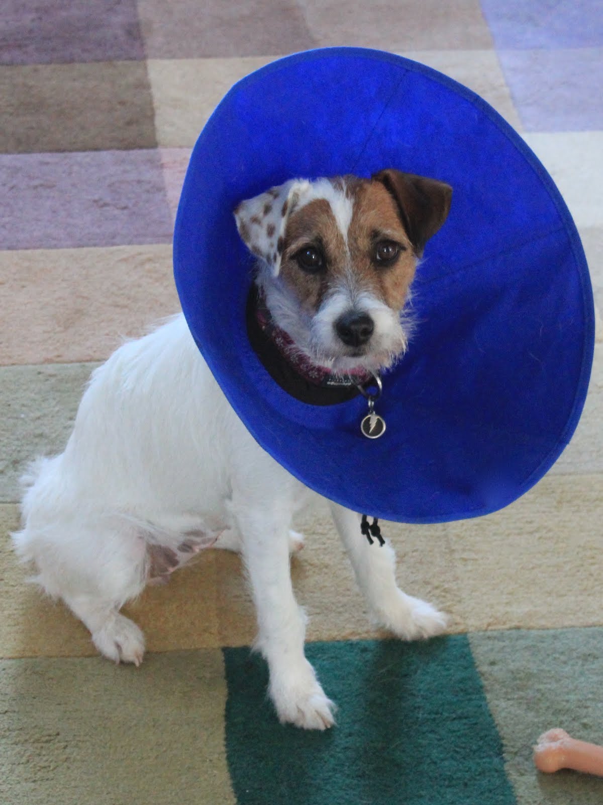 The 'collar of shame'