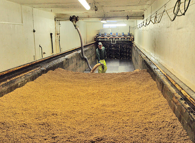 spraying damp barley into the Saladin box for germinating at the Tamdhu Distillery