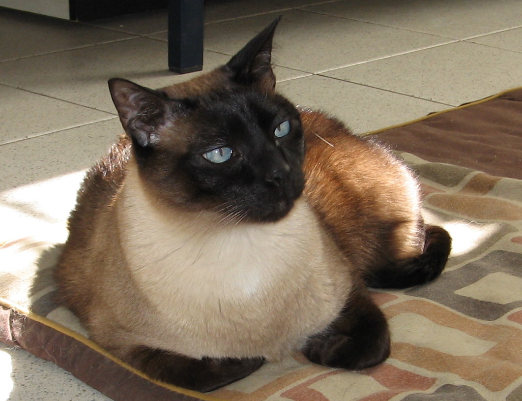 A mis perros y gatos: NOCHE DE LLUVIA