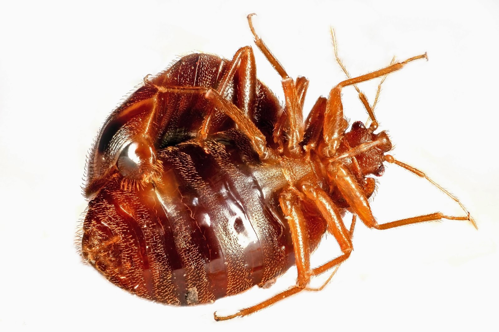 DIY How To Get Rid of Bed Bugs Yourself Like a Pro Bed Bug Stats