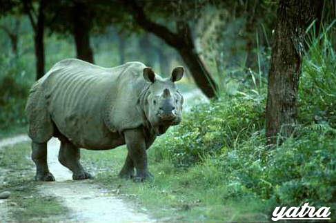 kaziranga national park kaziranga national park assam india