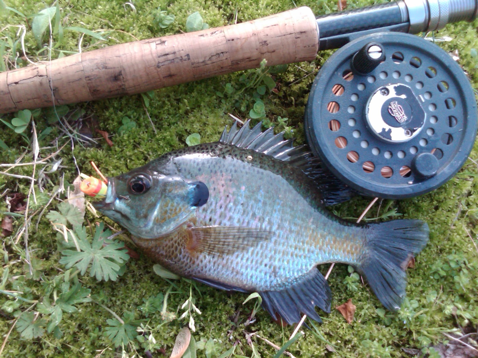 Fly Fishing & Tying Obsessed The Year of the Bluegill