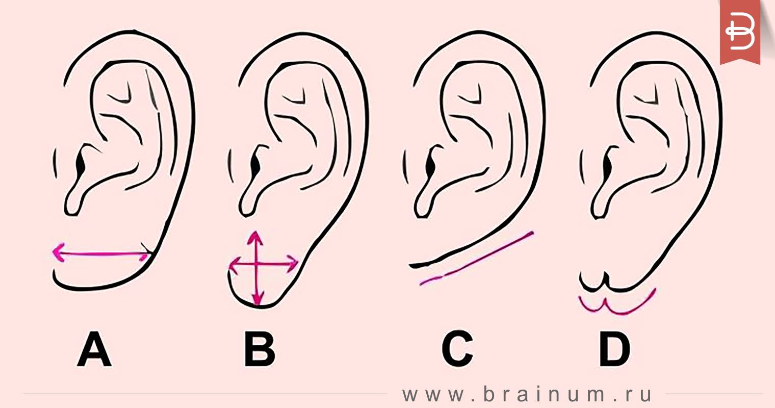 Что означают уши для мусульман. Мочка уха физиогномика. Формы ушей и их названия.