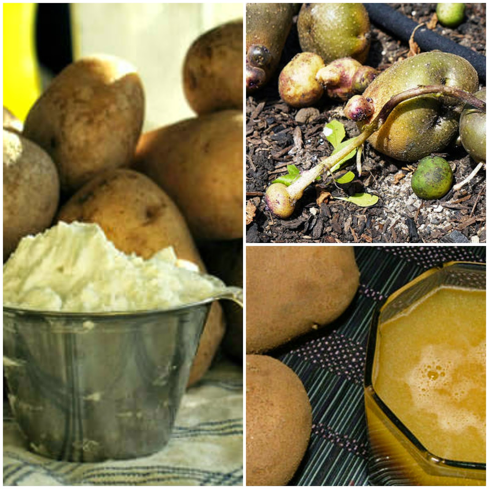 Health Tips Can French Fries and Potato Chips Cause Cancer