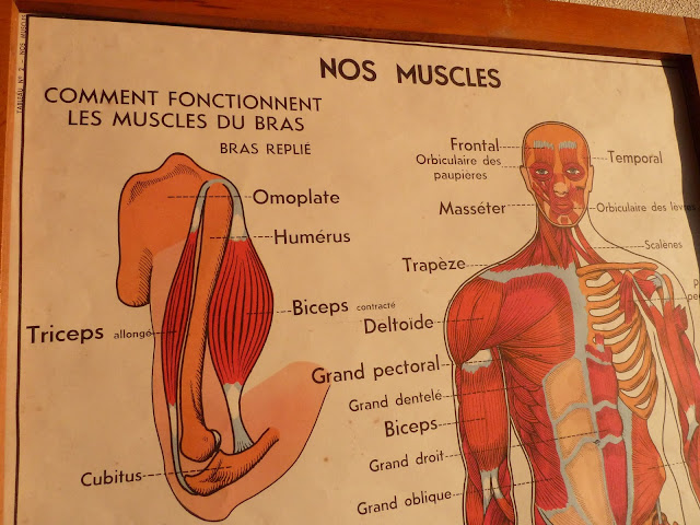Vintage French Posters Botany Animals Anatomy, old World Maps from
