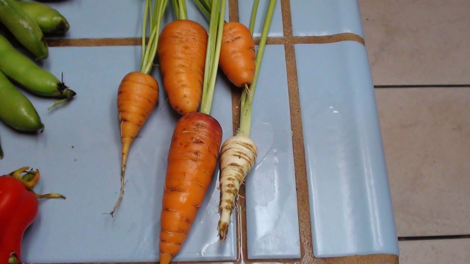 ∞ Root vegetables ∞