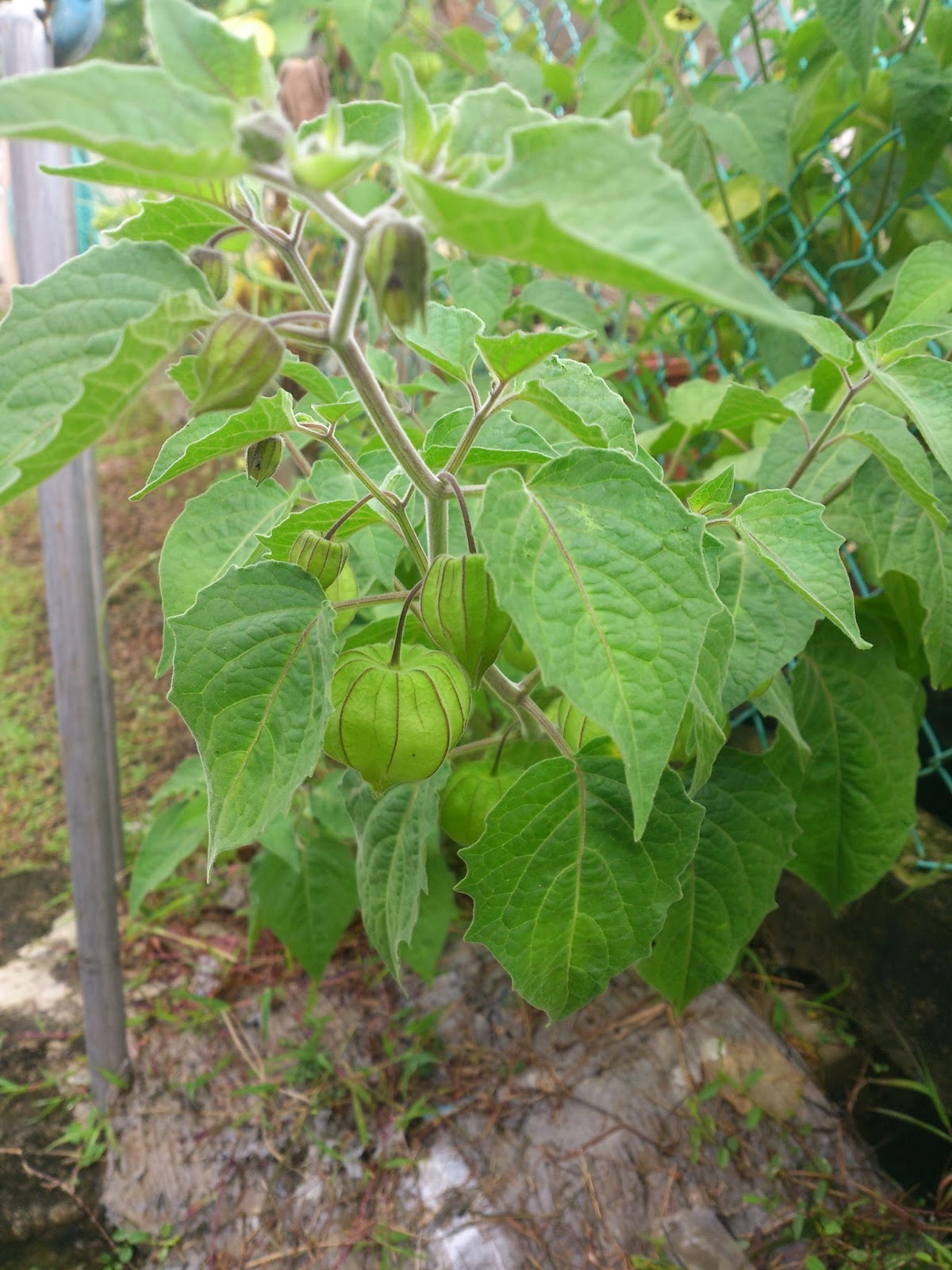 Pedas dan Manis Tomatillo atau Cape Gooseberry?