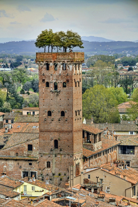 The+Guinigi+Tower%252C+Lucca