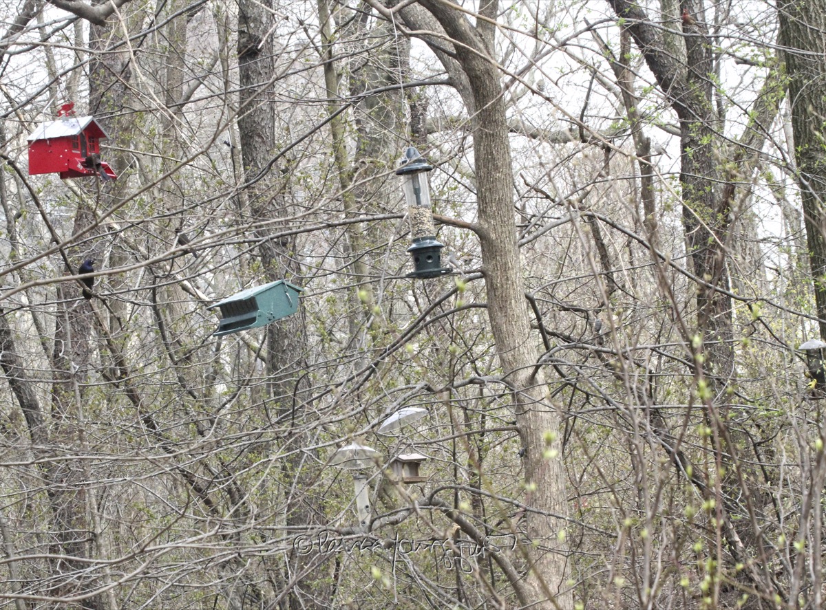 The Last Leaf Gardener Saturday S Story The Bird Feeding Area