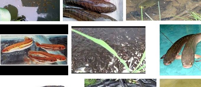 Gambar Anak Ikan Kutuk (gabus) Berbagai Ukuran