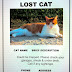 How To Find A Lost Cat