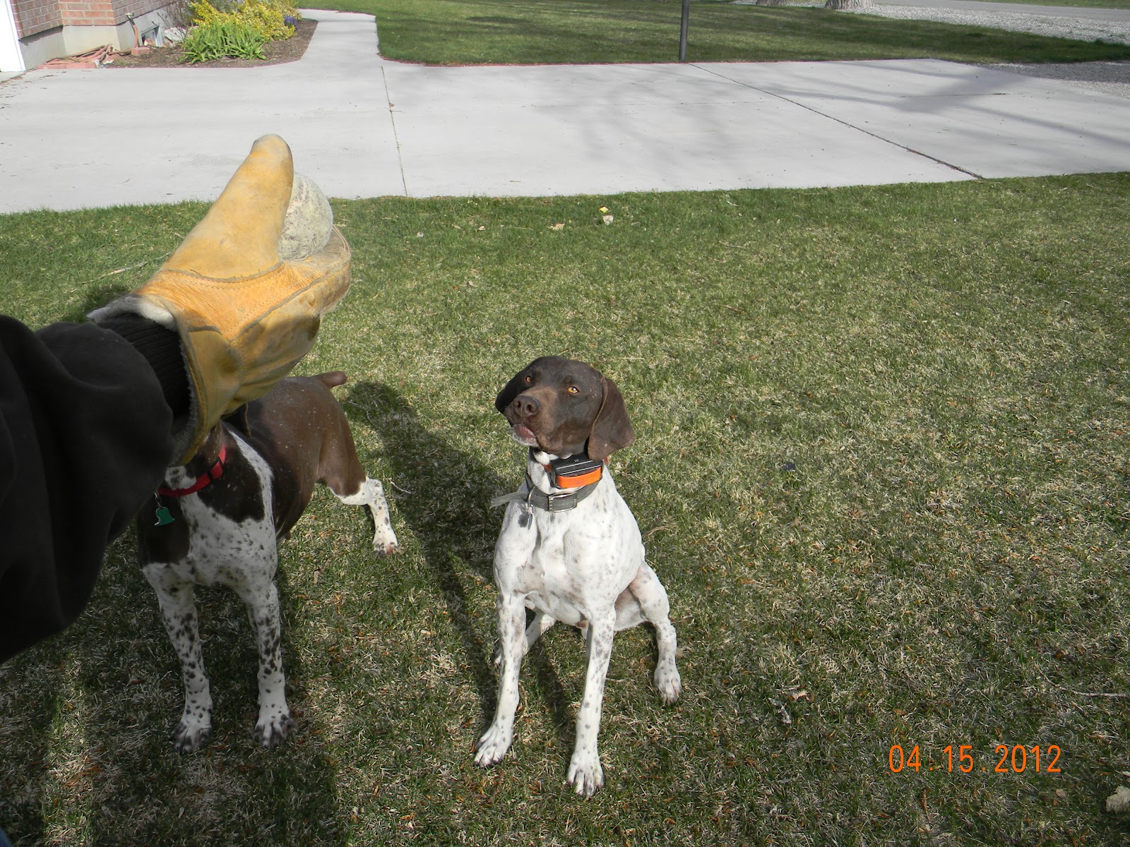 Gunsight Kennels 2012