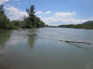 затопленные деревья в реке тиса