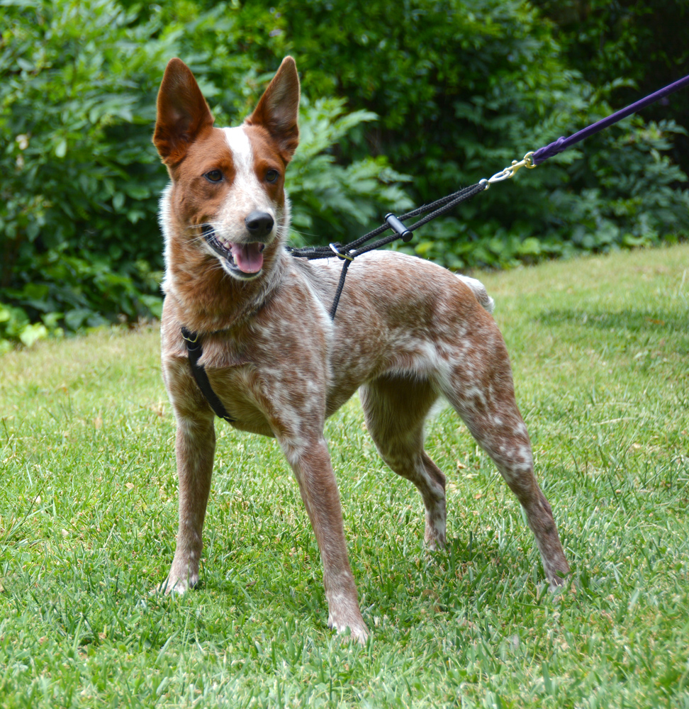 The Dog Geek Product Review Holt Control Harness