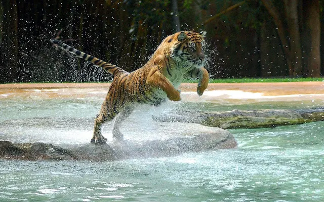 Foto aanvallende en springende tijger