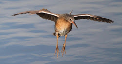 clapper rail bird california jo walk morning