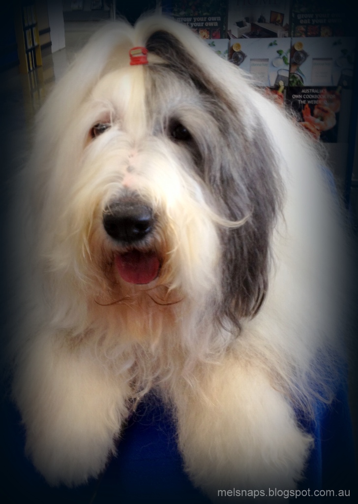 MELBOURNE.SNAPS Finney The Dulux Dog