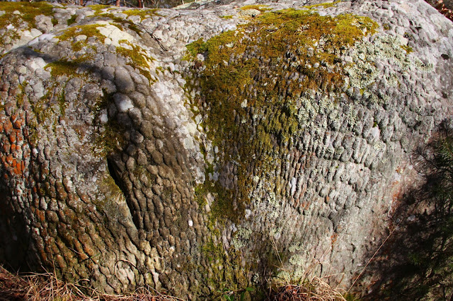mousses, lichens et grès, Canche aux Merciers, Trois Pignons, (C) 2015 Greg Clouzeau