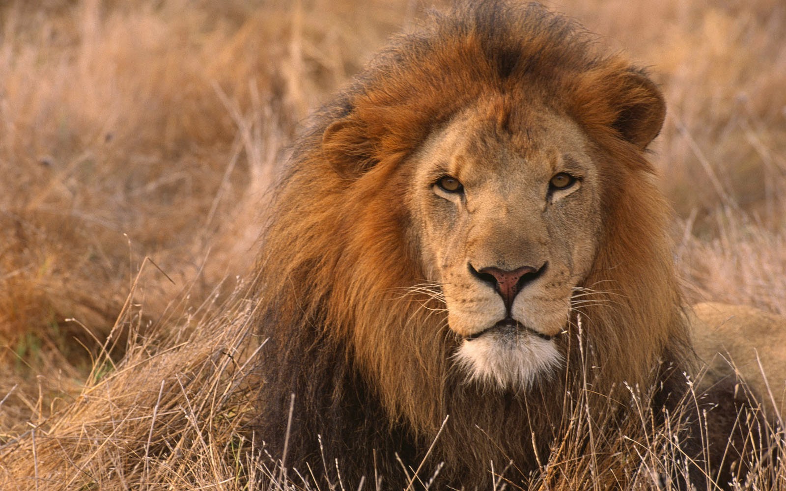 neon wallpaper: African Lion Wallpapers