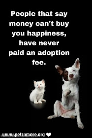  animal, dog, cat, pet, animal, inspiring quotes for animal lovers, petsnmore.org, adoption fee,