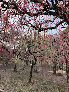 結城神社にて梅を見学