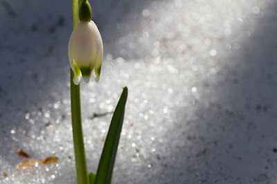 Galanthus nivalis - Snowdrop or bucaneve.