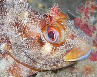 Sea Slug and the Turtle: April 2010