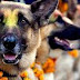Η ΣΥΝΔΕΣΗ ΤΗΣ ΓΗΣ ΜΕ ΤΟΝ ΠΑΡΑΔΕΙΣΟ! Για τους σκύλους γιορτή στο Νεπάλ...