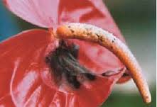 bacterial blight appears on anthurium bacterial blight appears on anthurium