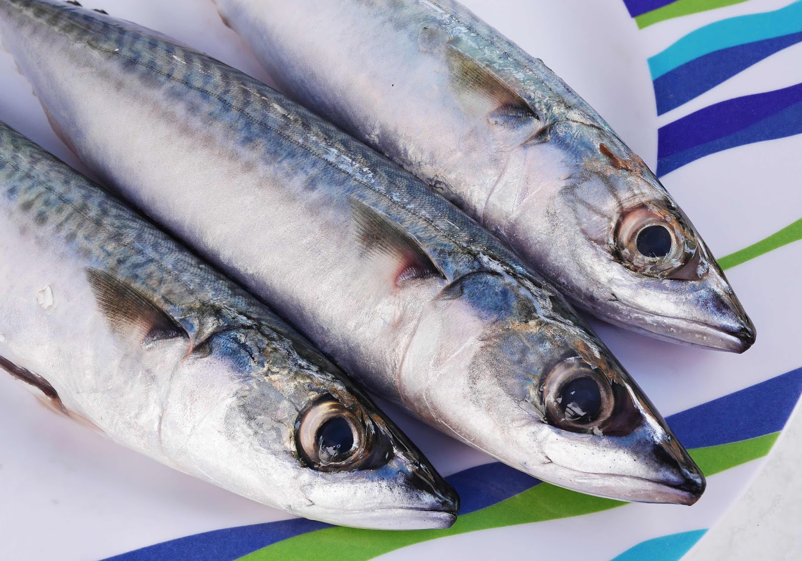 Mackerel Fish Supplier from Indonesia Seafood Products Mackerel Fish