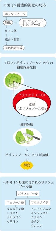 Sankei Newsreport カット野菜及びカットフルーツ類の酵素的褐変と制御について