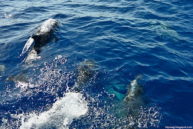 Гран-Канария (Gran Canaria) Атлантический океан Дельфины