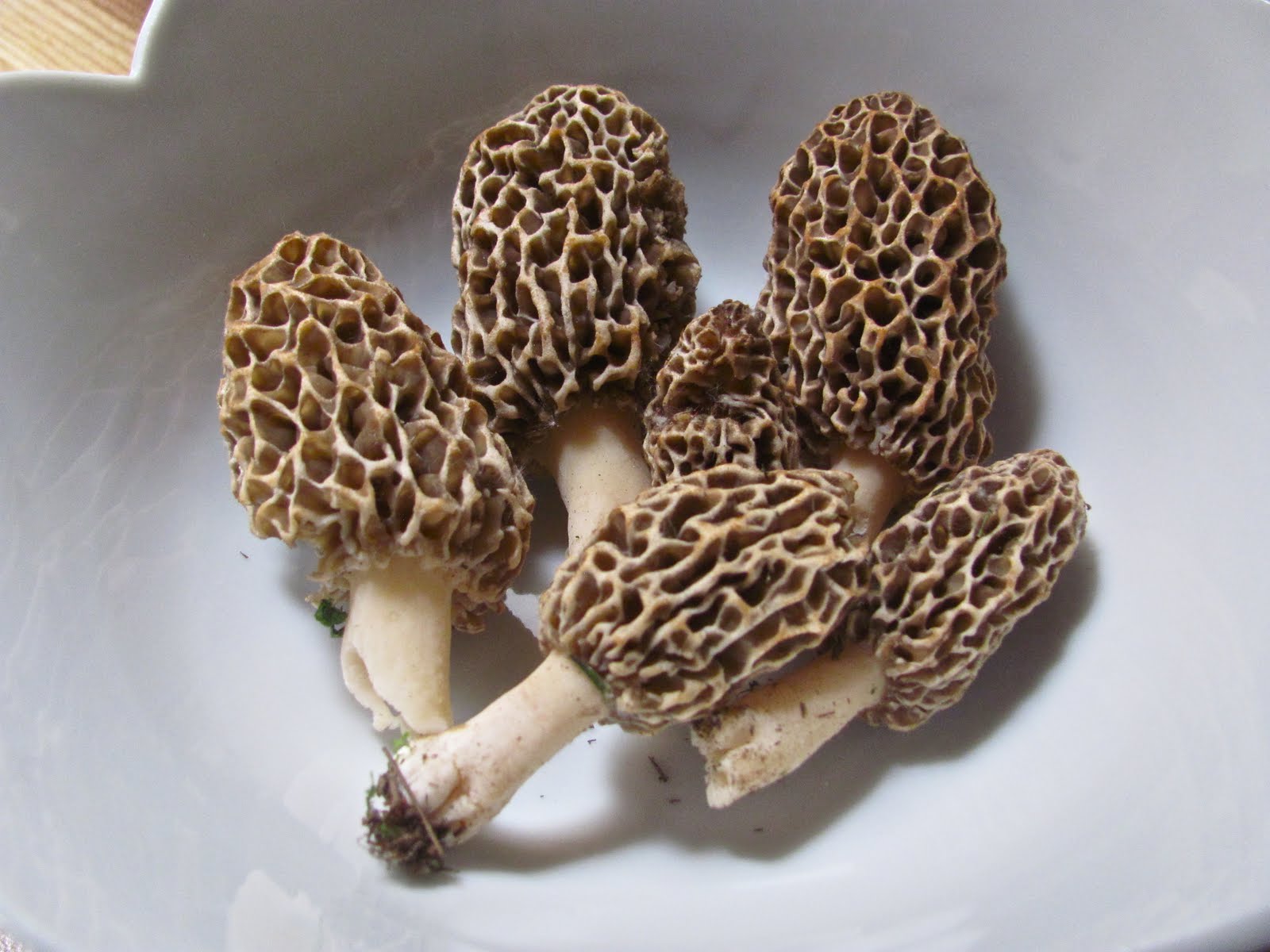 A Slice of Earthly Delight Backyard Morel Mushrooms