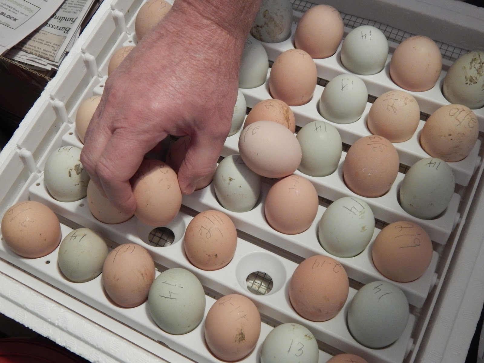 Thoughts from Frank and Fern: Eggs Incubating, Changes Made Why Do Plastic Eggs Have Holes
