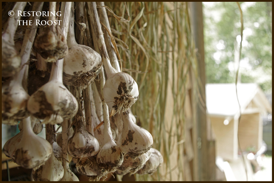 busanaarissafiyyah Garlic Harvesting and Curing