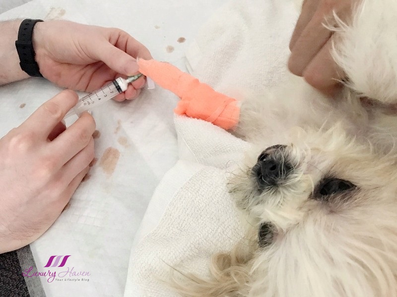 How Much Does It Cost To Treat A Dog With Pyometra