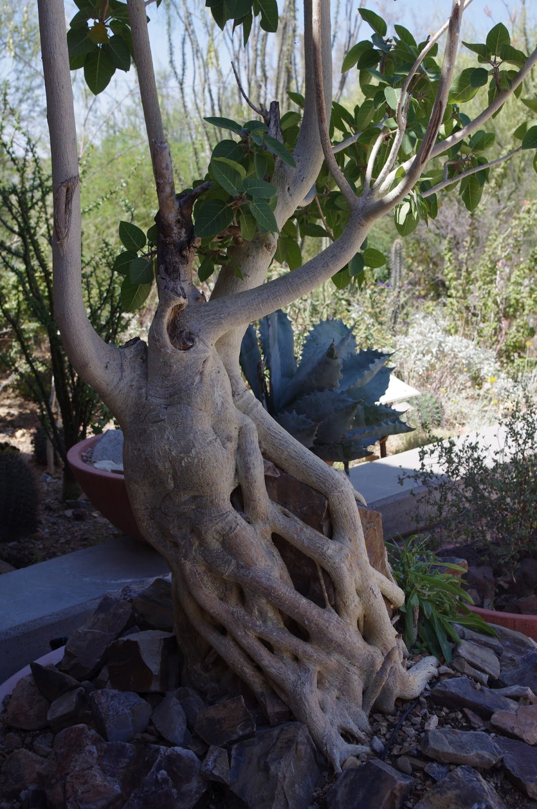 Timeless Environments Creating Little Desert Trees as Ornamentals for