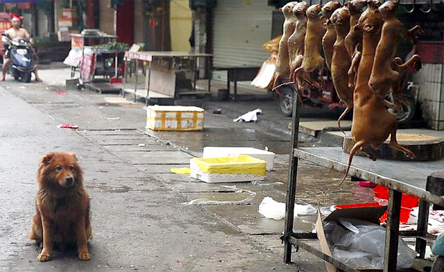 Sex and dog zoo in Xuzhou