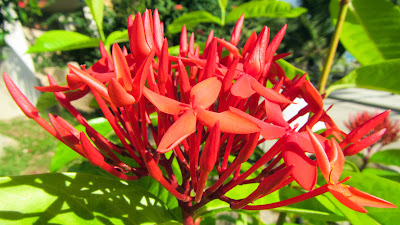 Rote Blüten auf den Seychellen