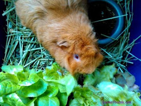 Guinea pig named Cinnamon smelling fresh lettuce