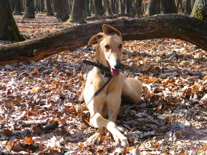 2012_0316hunor0018.png