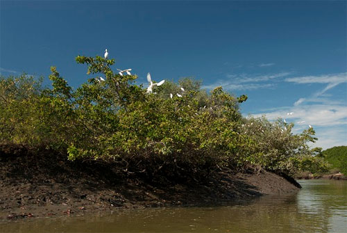 Del 23 al 28 de setiembre - Festival del Manglar en Puerto Pizarro