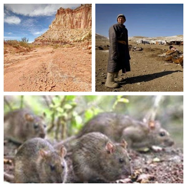 MONGOLIA EN ALERTA: Sequía Extrema , Plaga De Ratas Y Muerte De Ganado. MONGOLIA EN ALERTA: Sequía Extrema , Plaga De Ratas Y Muerte De Ganado.