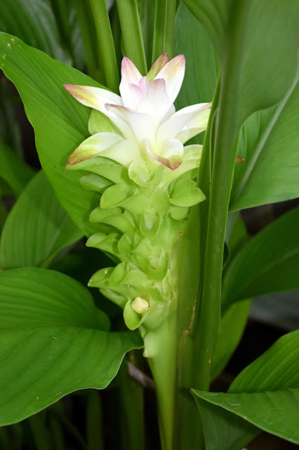Turmeric Flower- young