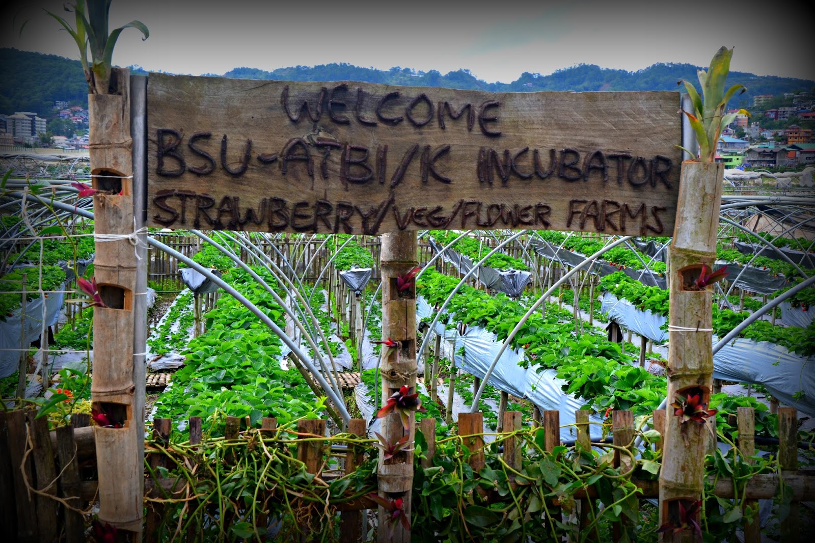 La Trinidad Strawberry Farm Benguet